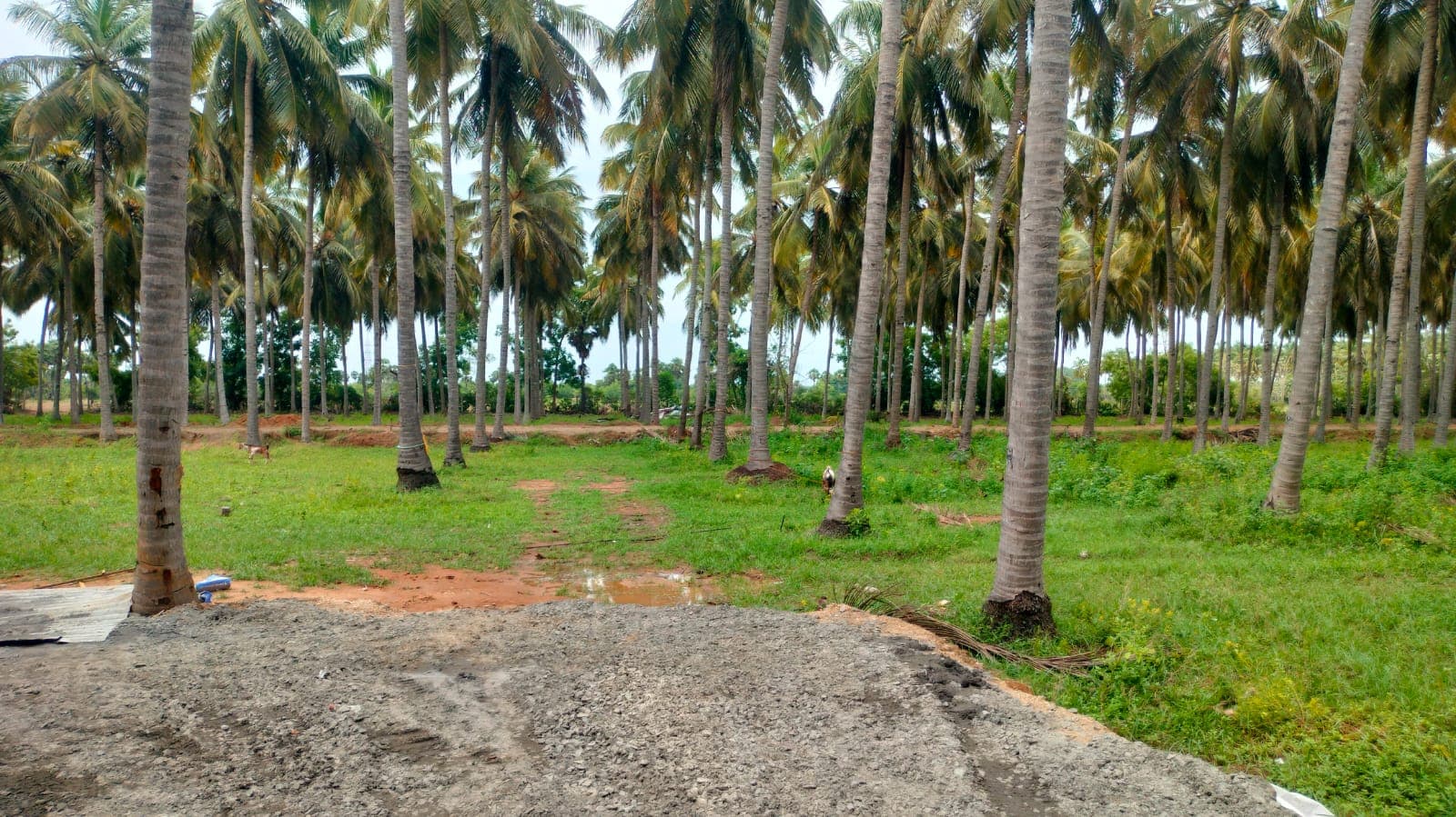 Premium Farm Land for Sale at Madurantakam - Image 8
